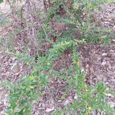 Pyracantha fortuneana (Firethorn) at Watson, ACT - 5 Mar 2019 by waltraud