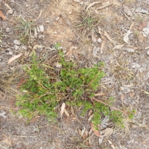 Pyracantha fortuneana at Watson, ACT - 5 Mar 2019 02:49 PM