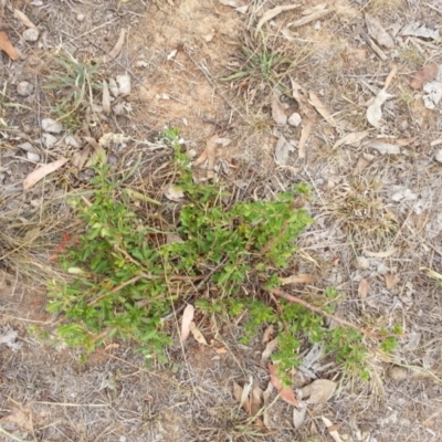 Pyracantha fortuneana (Firethorn) at Watson Woodlands - 5 Mar 2019 by waltraud