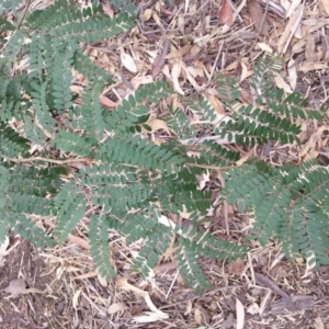 Acacia sp. at Watson, ACT - 5 Mar 2019