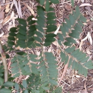 Acacia sp. at Watson, ACT - 5 Mar 2019