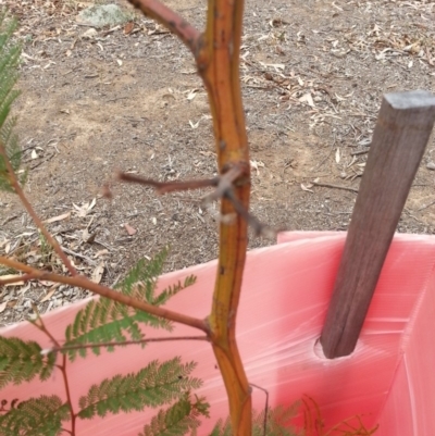 Acacia decurrens (Green Wattle) at Watson, ACT - 5 Mar 2019 by waltraud