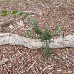 Celtis australis (Nettle Tree) at Watson Woodlands - 5 Mar 2019 by waltraud