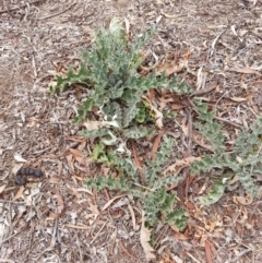 Onopordum acanthium (Scotch Thistle) at Uriarra, NSW - 5 Mar 2019 by waltraud