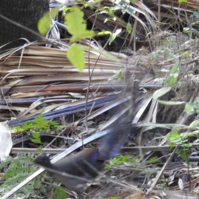 Menura novaehollandiae (Superb Lyrebird) at Yadboro, NSW - 26 May 2019 by HelenCross