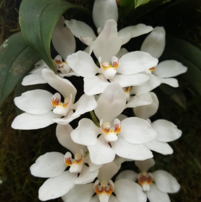 Sarcochilus falcatus (Orange Blossum Orchid) at Burrawang, NSW - 26 Oct 2018 by AliciaKaylock
