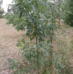 Fraxinus sp. (An Ash) at Watson Woodlands - 5 Mar 2019 by waltraud