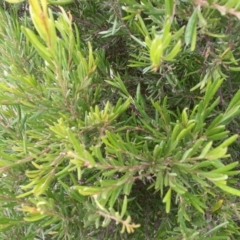 Grevillea sp. at Watson, ACT - 5 Mar 2019 03:13 PM