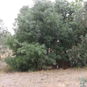 Fraxinus sp. at Watson, ACT - 5 Mar 2019 03:13 PM