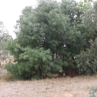 Fraxinus sp. (An Ash) at Watson, ACT - 5 Mar 2019 by waltraud