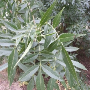 Fraxinus sp. at Watson, ACT - 5 Mar 2019 03:13 PM