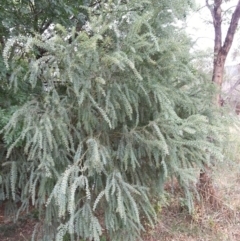 Acacia vestita (Hairy Wattle) at Watson, ACT - 5 Mar 2019 by waltraud