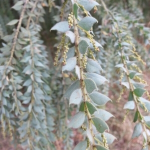 Acacia vestita at Watson, ACT - 5 Mar 2019