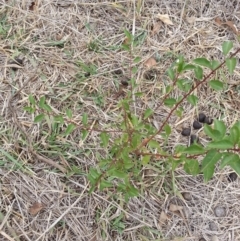 Rosaceae sp. (family) (Unidentified shrub/small tree of Rose Family) at Watson Woodlands - 5 Mar 2019 by waltraud