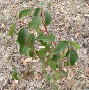 Cornus florida at Watson, ACT - 5 Mar 2019