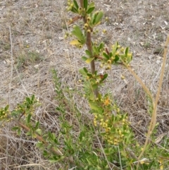 Pyracantha fortuneana (Firethorn) at Watson, ACT - 5 Mar 2019 by waltraud