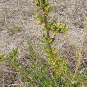 Pyracantha fortuneana at Watson, ACT - 5 Mar 2019