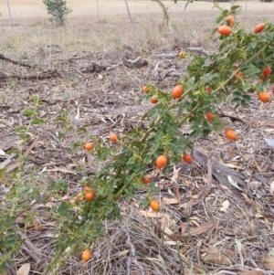 Rosa canina at Watson, ACT - 5 Mar 2019 02:15 PM