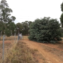 Acacia baileyana (Cootamundra Wattle, Golden Mimosa) at Watson, ACT - 5 Mar 2019 by waltraud