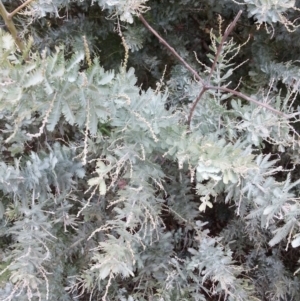 Acacia baileyana at Watson, ACT - 5 Mar 2019