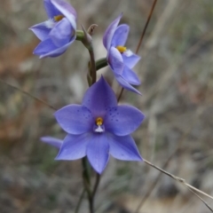 Thelymitra ixioides (Dotted Sun Orchid) at Penrose, NSW - 29 Oct 2017 by AliciaKaylock