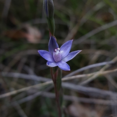 Thelymitra peniculata (Blue Star Sun-orchid) at Penrose, NSW - 29 Oct 2017 by AliciaKaylock