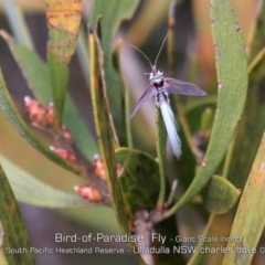 Callipappus australis (Bird of Paradise Fly) at Ulladulla, NSW - 20 May 2019 by CharlesDove