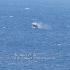Megaptera novaeangliae (Humpback Whale) at Ulladulla, NSW - 20 May 2019 by Charles Dove