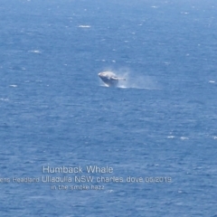 Megaptera novaeangliae (Humpback Whale) at Ulladulla, NSW - 21 May 2019 by CharlesDove