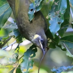 Meliphaga lewinii (Lewin's Honeyeater) at Ulladulla, NSW - 21 May 2019 by CharlesDove