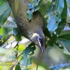 Meliphaga lewinii (Lewin's Honeyeater) at Ulladulla, NSW - 20 May 2019 by Charles Dove