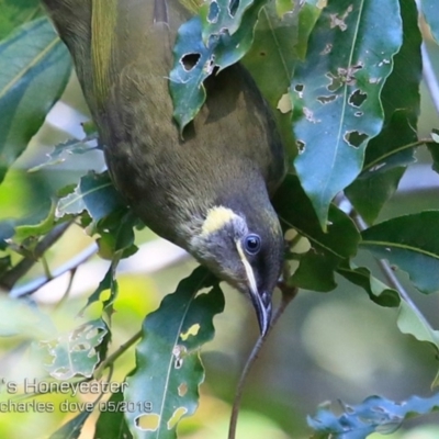 Meliphaga lewinii (Lewin's Honeyeater) at Ulladulla, NSW - 21 May 2019 by CharlesDove