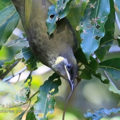 Meliphaga lewinii (Lewin's Honeyeater) at Ulladulla, NSW - 20 May 2019 by Charles Dove