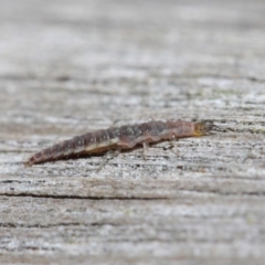 Neuroptera (order) (Unidentified lacewing) at Acton, ACT - 24 May 2019 by TimL