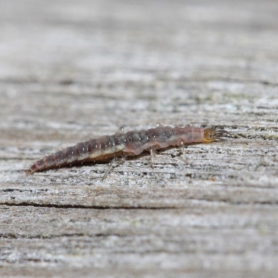 Neuroptera (order) (Unidentified lacewing) at Acton, ACT - 24 May 2019 by TimL