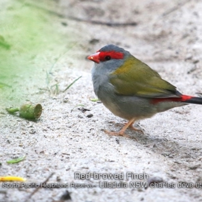 Neochmia temporalis (Red-browed Finch) at Ulladulla, NSW - 21 May 2019 by CharlesDove