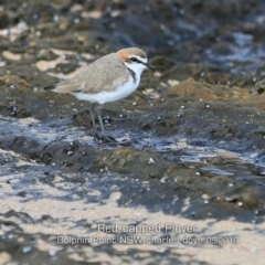 Anarhynchus ruficapillus (Red-capped Plover) at Dolphin Point, NSW - 20 May 2019 by Charles Dove