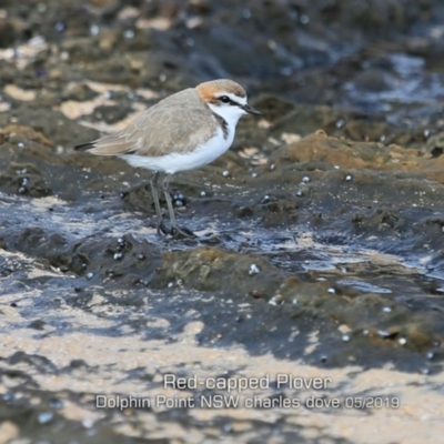 Anarhynchus ruficapillus (Red-capped Plover) at Dolphin Point, NSW - 21 May 2019 by Charles Dove