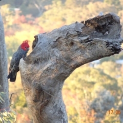 Callocephalon fimbriatum (Gang-gang Cockatoo) at Deakin, ACT - 17 May 2019 by TomT