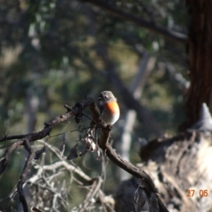 Petroica boodang at Deakin, ACT - 27 May 2019