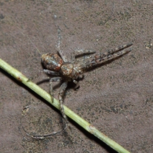 Thomisidae (family) at Acton, ACT - 22 May 2019