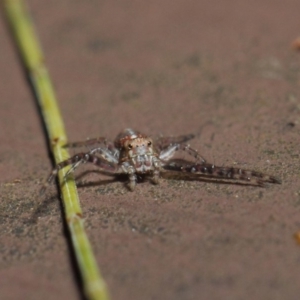 Thomisidae (family) at Acton, ACT - 22 May 2019