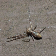 Thomisidae (family) at Acton, ACT - 22 May 2019