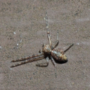 Thomisidae (family) at Acton, ACT - 22 May 2019 01:32 PM