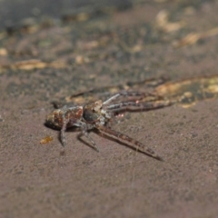 Thomisidae (family) at Acton, ACT - 22 May 2019