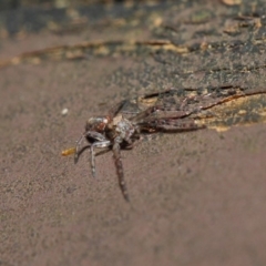 Thomisidae (family) at Acton, ACT - 22 May 2019