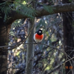 Petroica boodang at Deakin, ACT - 16 May 2019 03:59 PM