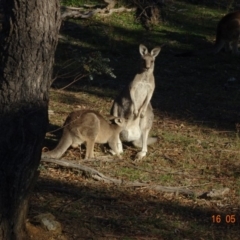 Macropus giganteus (Eastern Grey Kangaroo) at Red Hill Nature Reserve - 26 May 2019 by TomT