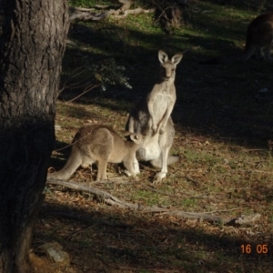 Macropus giganteus at Deakin, ACT - 26 May 2019