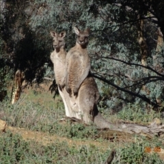 Macropus giganteus at Deakin, ACT - 26 May 2019